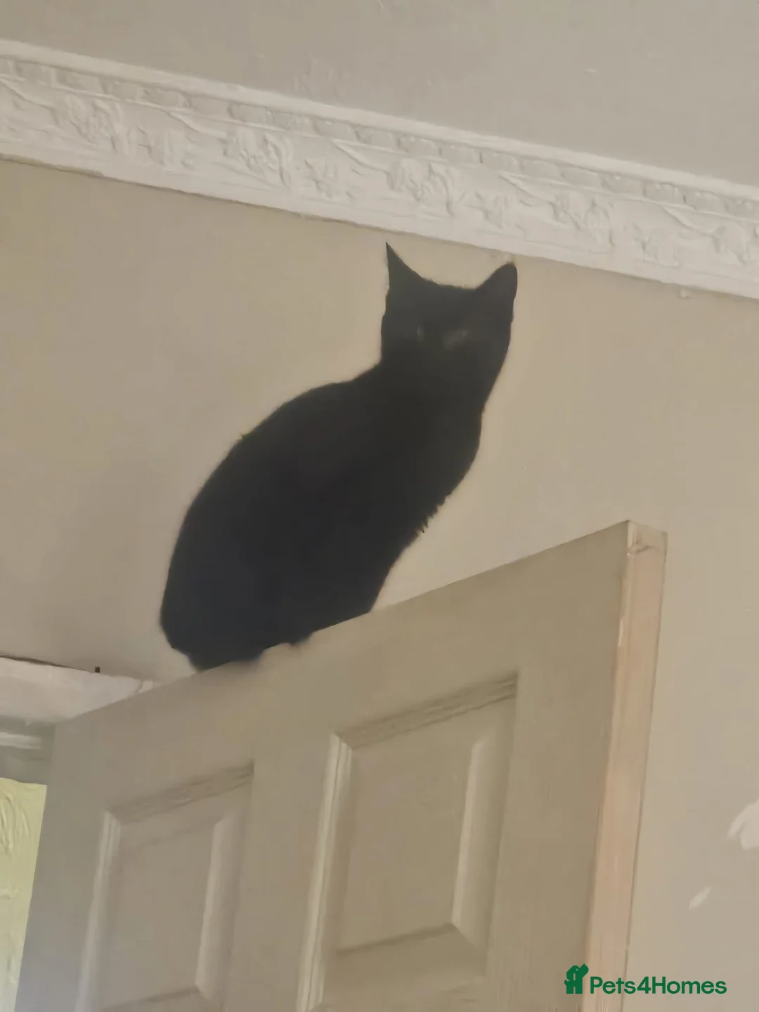 Mixed Breed cats for sale: Dainty little black & white female kitten - Advert 2