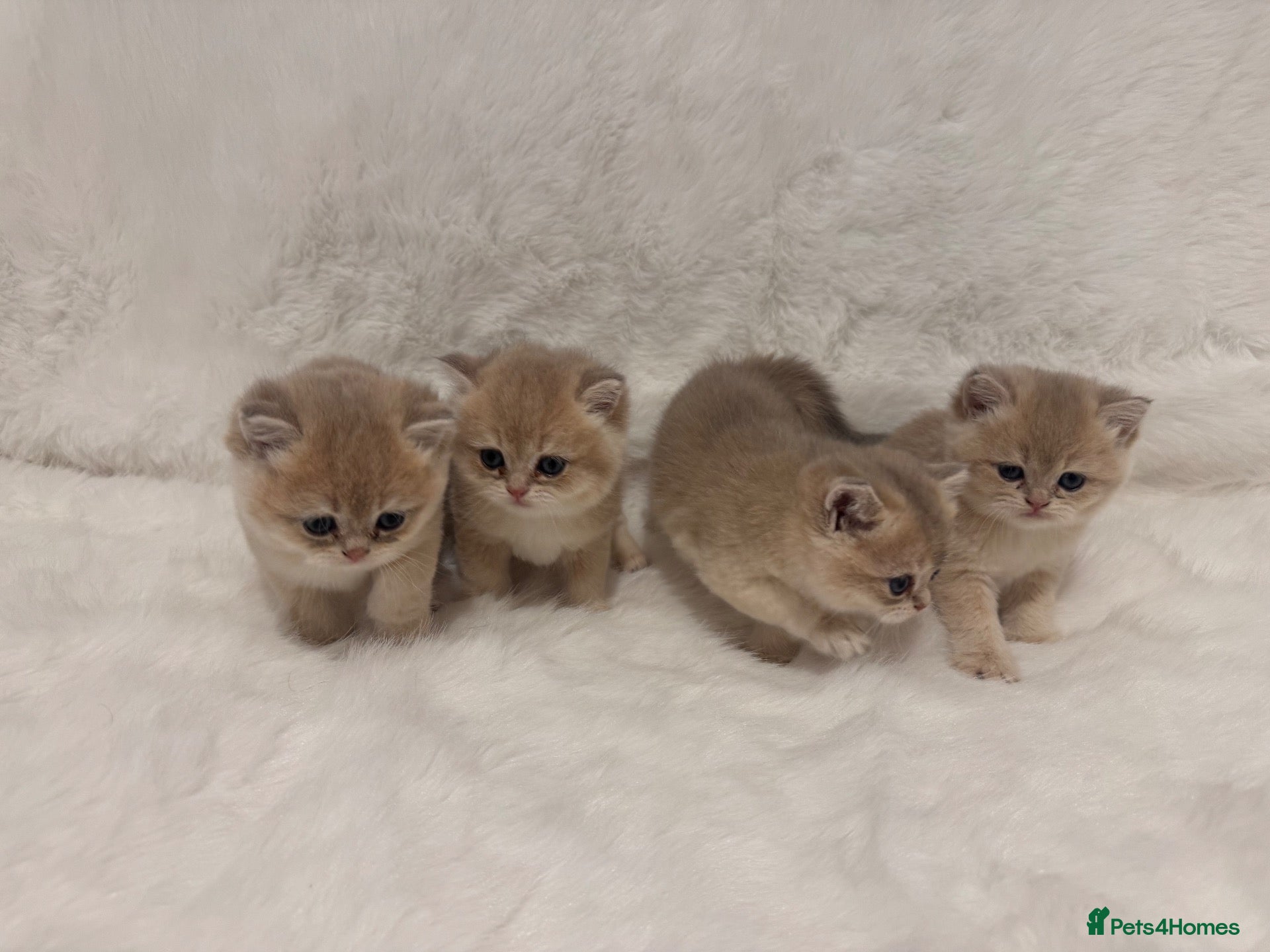 British Shorthair cats for sale: Champion Line Golden Blue British Shorthairs  - Advert 10