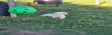 Standard Poodle 1