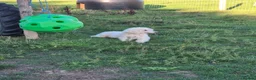 Standard Poodle dogs for sale: 🐩 Adult Standard Poodle Female - Advert 2