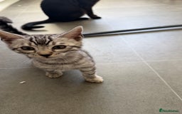 Bengal cats for sale: ❄️🐾Champion bloodline Snow Bengals 🐾❄️ - Image 8