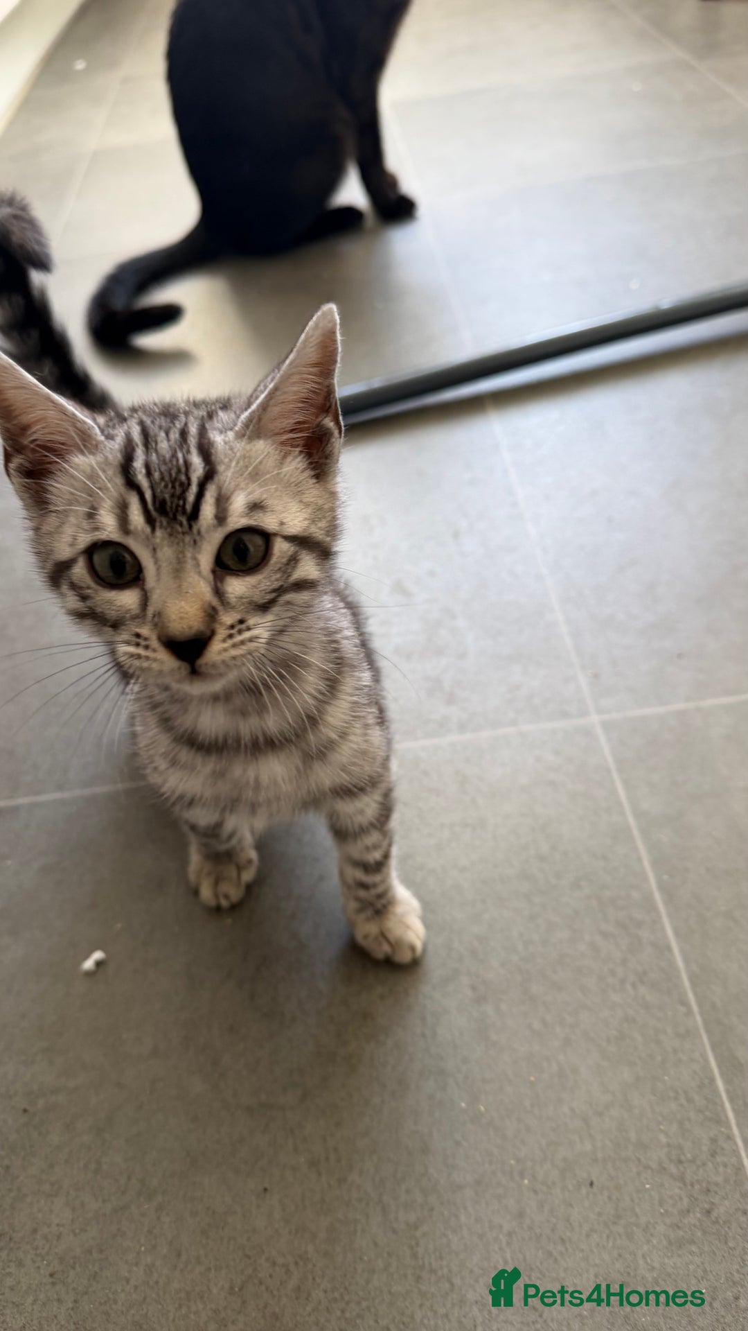 Bengal cats for sale: ❄️🐾Champion bloodline Snow Bengals 🐾❄️ - Image 8