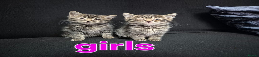 British Shorthair Kitten 2