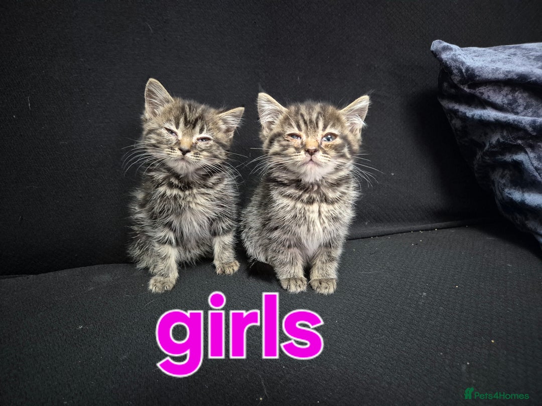 British Shorthair cats for sale: Bsh×snowleopard bengals in Manchester - Image 11