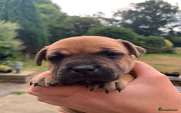 Staffordshire Bull Terrier dogs for sale: Stunning Red Staffy puppies KC top bloodlines - Image 3