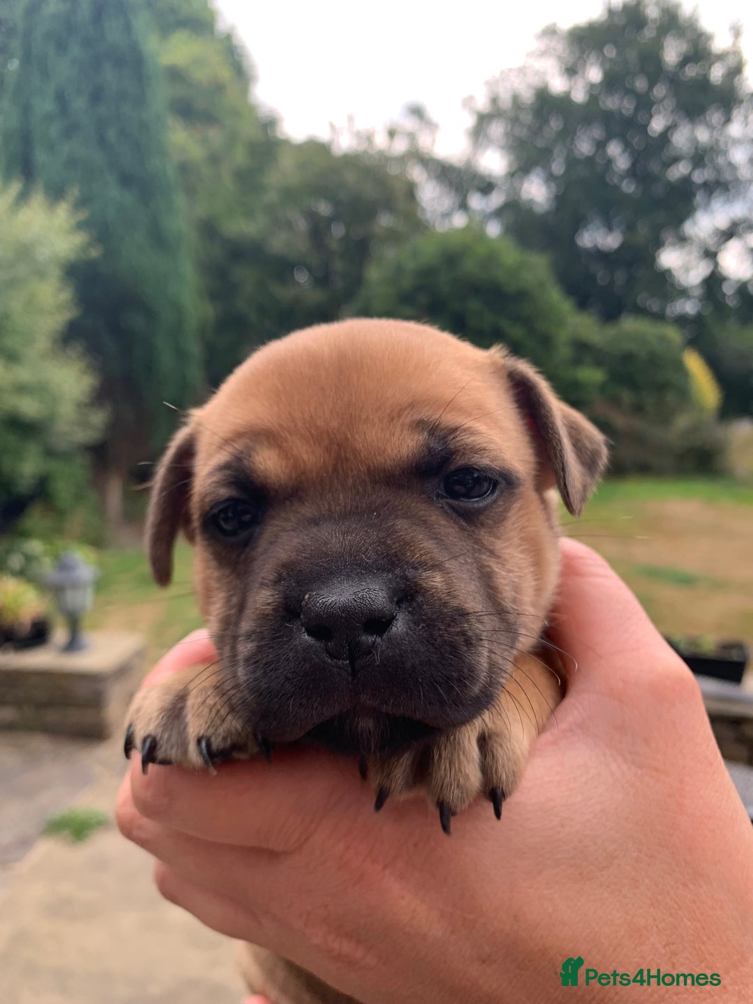 Staffordshire Bull Terrier dogs for sale: Stunning Red Staffy puppies KC top bloodlines - Image 3