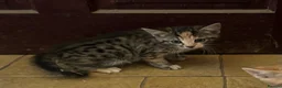 Mixed Breed cats for sale: Beautiful mixed breed kittens short haired  - Advert 5