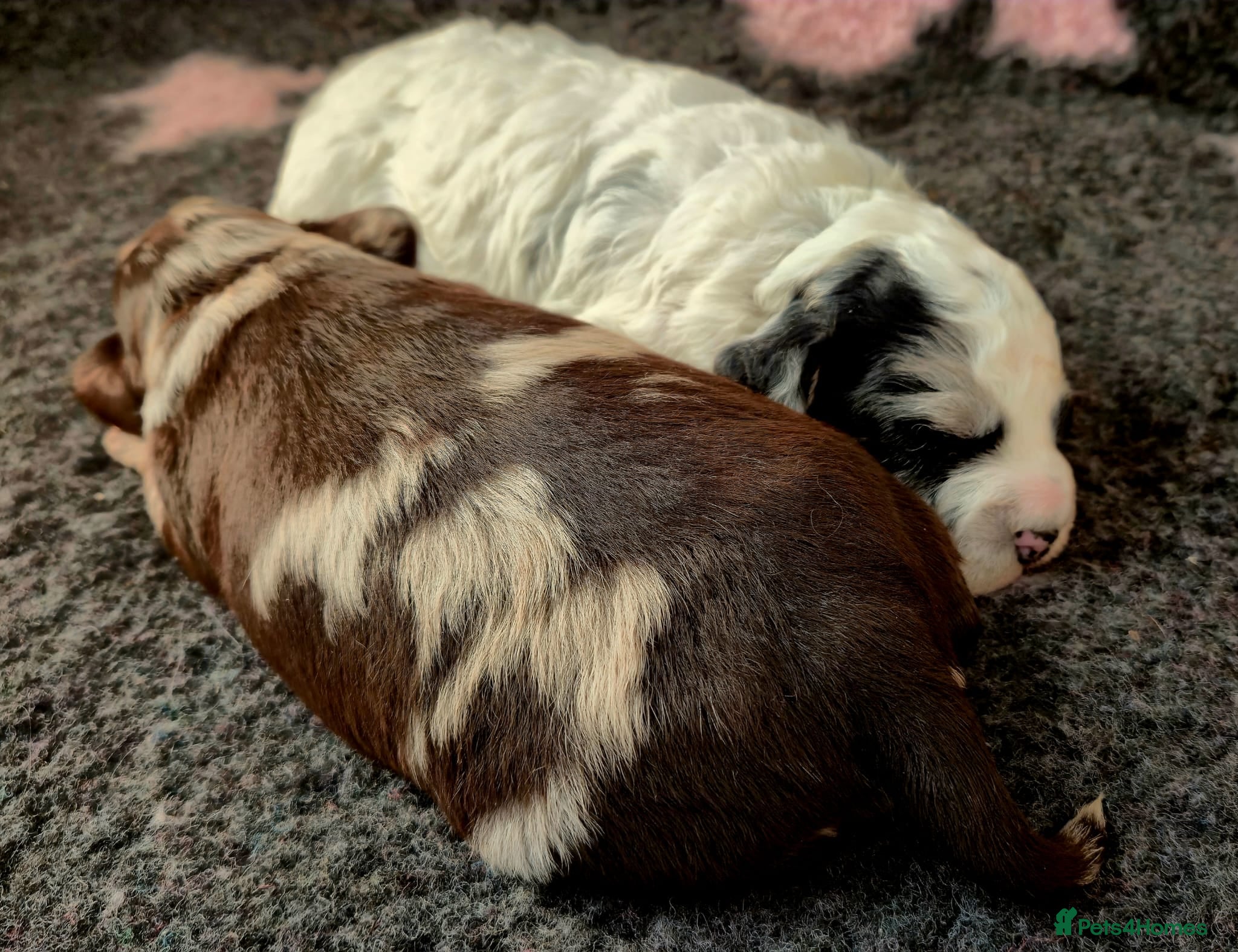 Cockapoo dogs Beautiful Miniature merle cockapoos - Advert 1