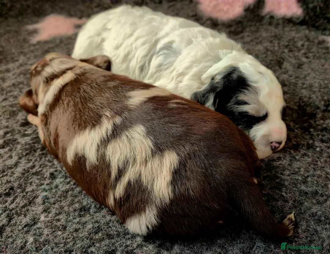 Cockapoo dogs for sale: Beautiful Miniature merle cockapoos - Advert 1