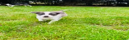 Border Collie dogs for sale: Pure Bred Border Collie Puppies For Sale - Advert 10