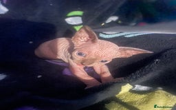 Sphynx cats for sale: Sphynx kittens  - Image 2