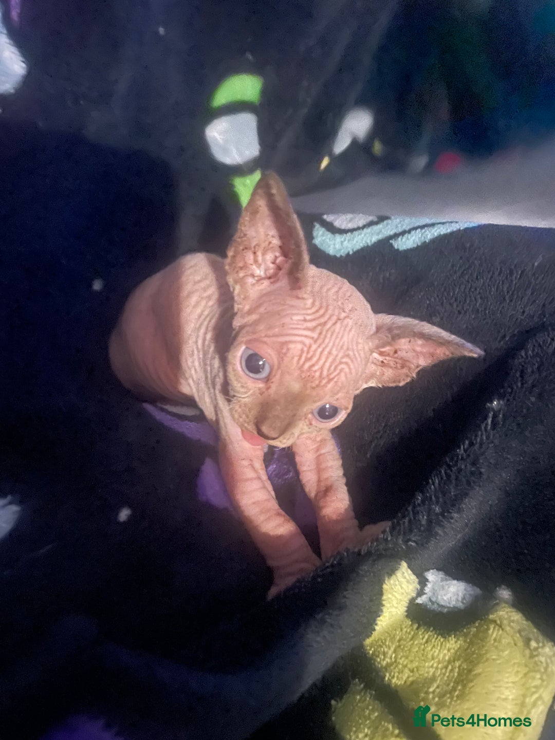 Sphynx cats for sale: Sphynx kittens  - Image 2