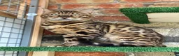 Bengal cats for sale: Beautiful Purebred Bengal Kittens – Ready Now! - Advert 12
