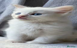 Ragdoll cats for sale: Stunning Ragdoll kittens super affectionate  - Image 21