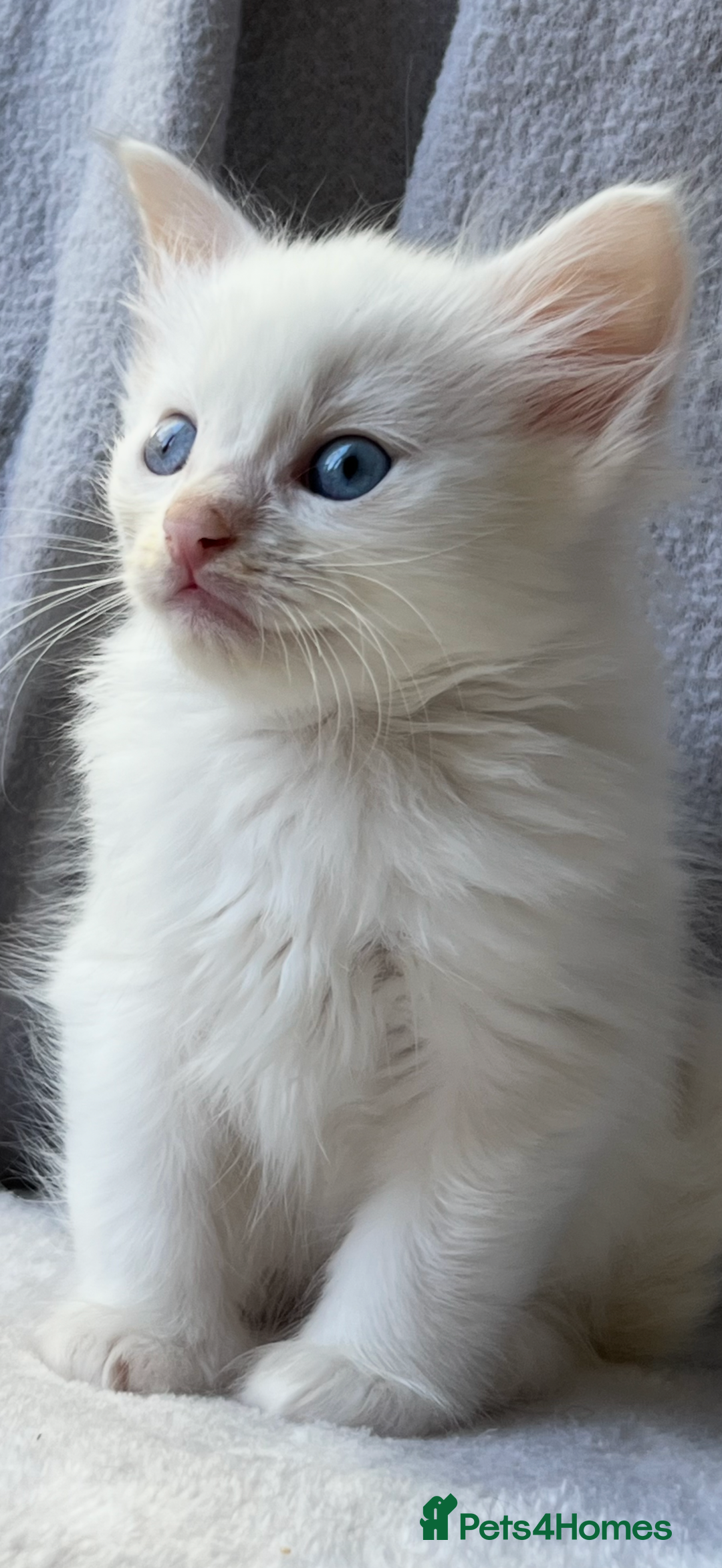 Ragdoll cats for sale: Stunning Ragdoll kittens super affectionate  - Image 21