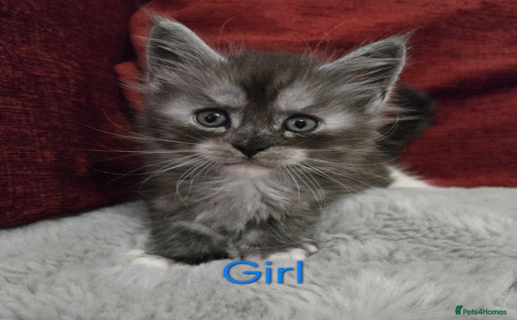 Maine Coon cats - Advert 11