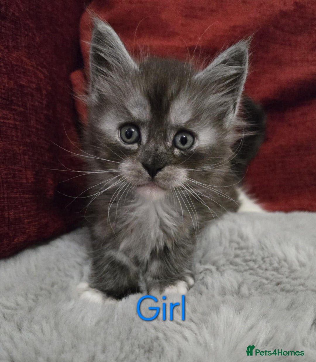 Maine Coon cats for sale: 1 Maine Coon kitten boy. - Image 10