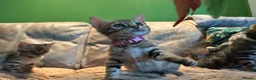 Bengal cats for sale: Pure Bengal Kittens ❤️ready for their new home 🏡  - Advert 15