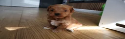 Maltipoo dogs for sale: 🐶 Stunning Brown/Red F1B Maltipoo Puppies ❤️ in Luton - Advert 22