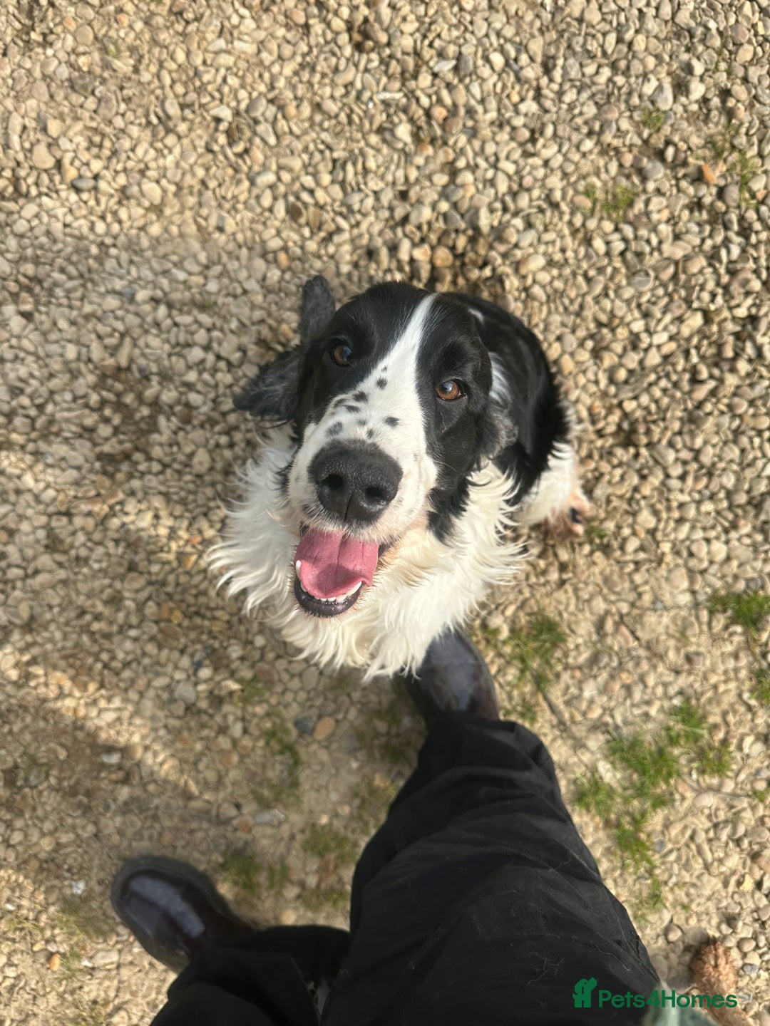 Cocker Spaniel dogs for stud: Harvey - Advert 5