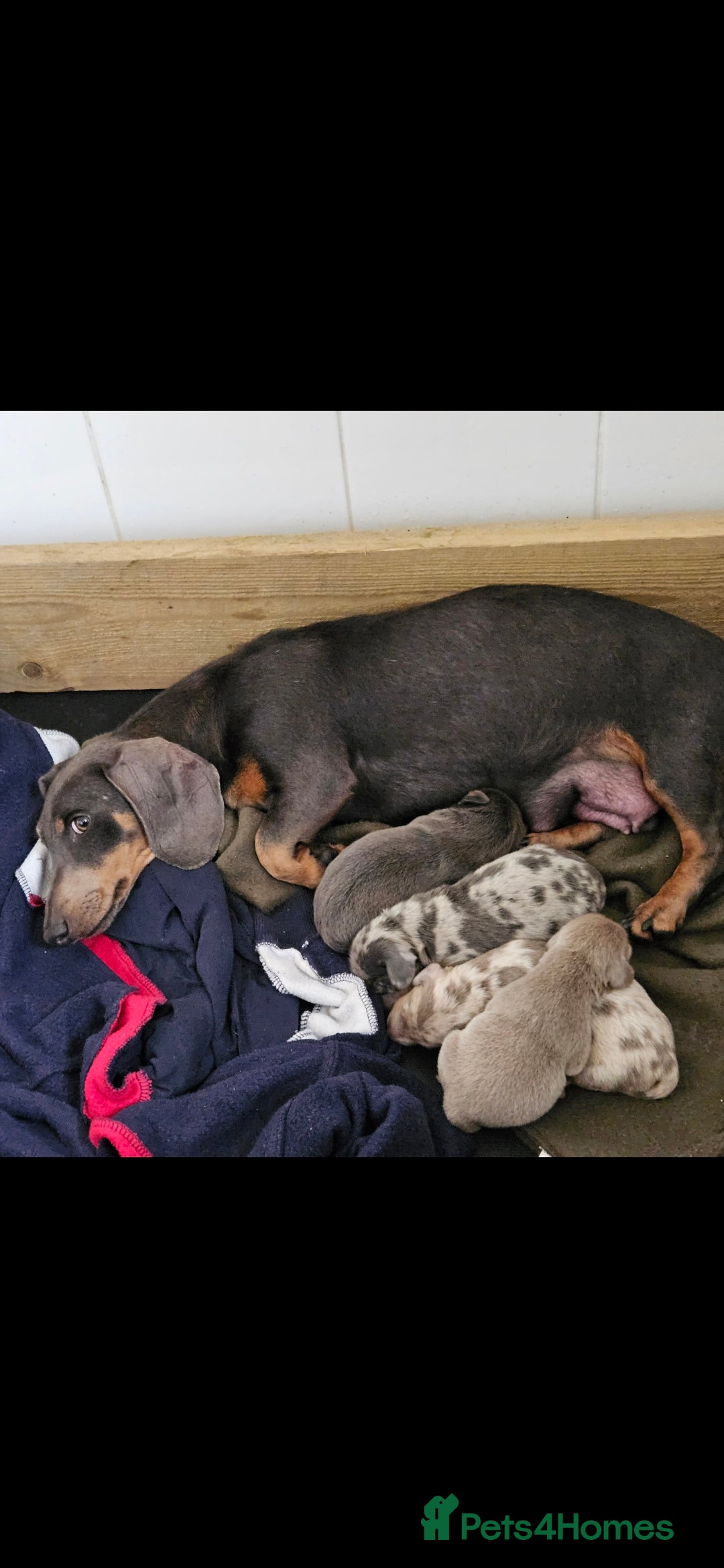 Dachshund dogs for sale: Dachshund puppies  - Image 4