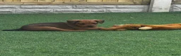 Patterdale Terrier dogs for sale: Fell terriers  - Advert 21