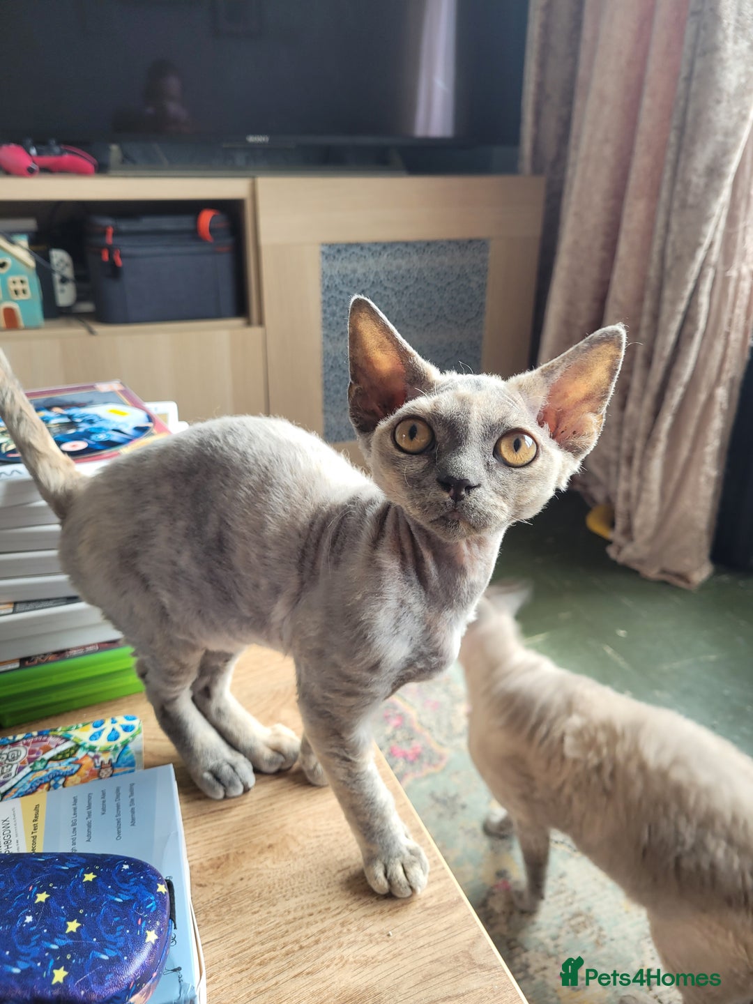 Devon Rex cats for sale: Beautiful GCCF Devon Rex kittens - Image 3