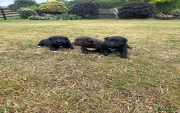 Borador dogs for sale: Borador Puppies  - Image 1