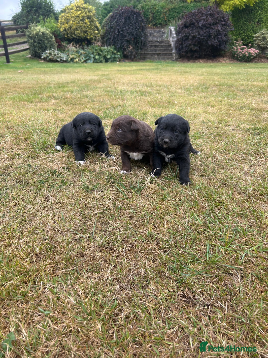 Borador dogs for sale: Borador Puppies  - Image 1