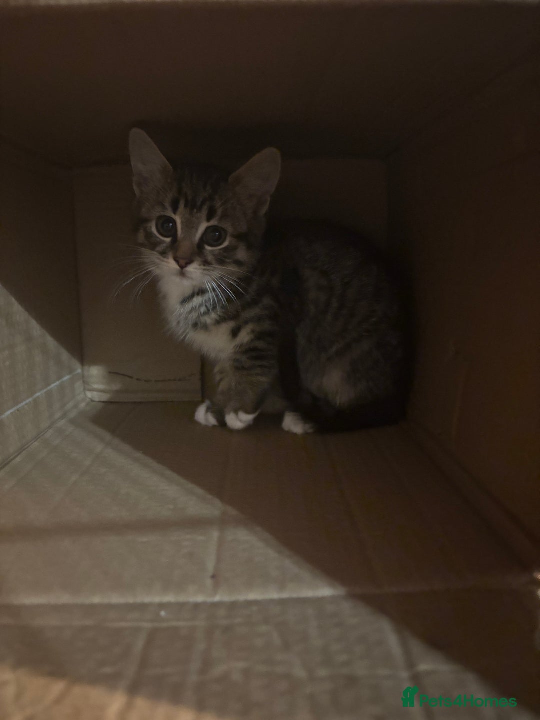 Mixed Breed cats for sale: Loving homes needed! - Advert 7