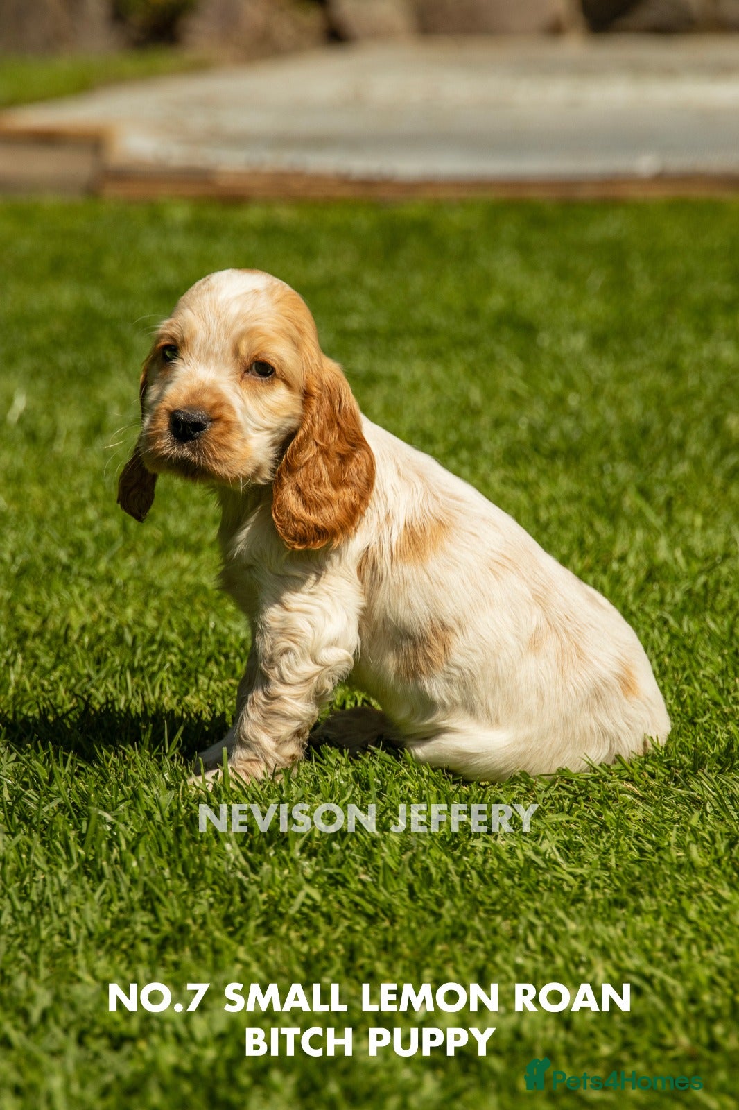 Cocker Spaniel dogs A STUNNING LITTER OF SHOW COCKERS - Advert 1