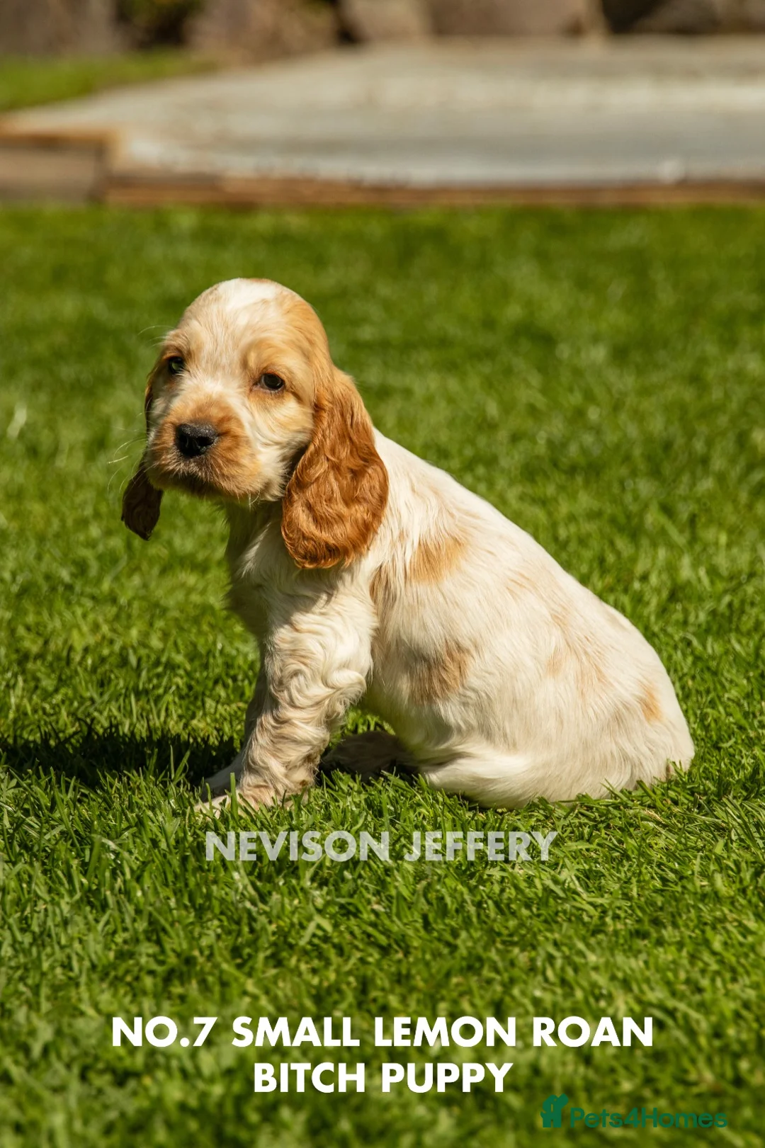 Cocker Spaniel dogs for sale: A STUNNING LITTER OF SHOW COCKERS - Advert 1