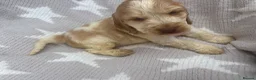 Cocker Spaniel dogs for sale: Show Type girl and boy  in Hinckley - Advert 6