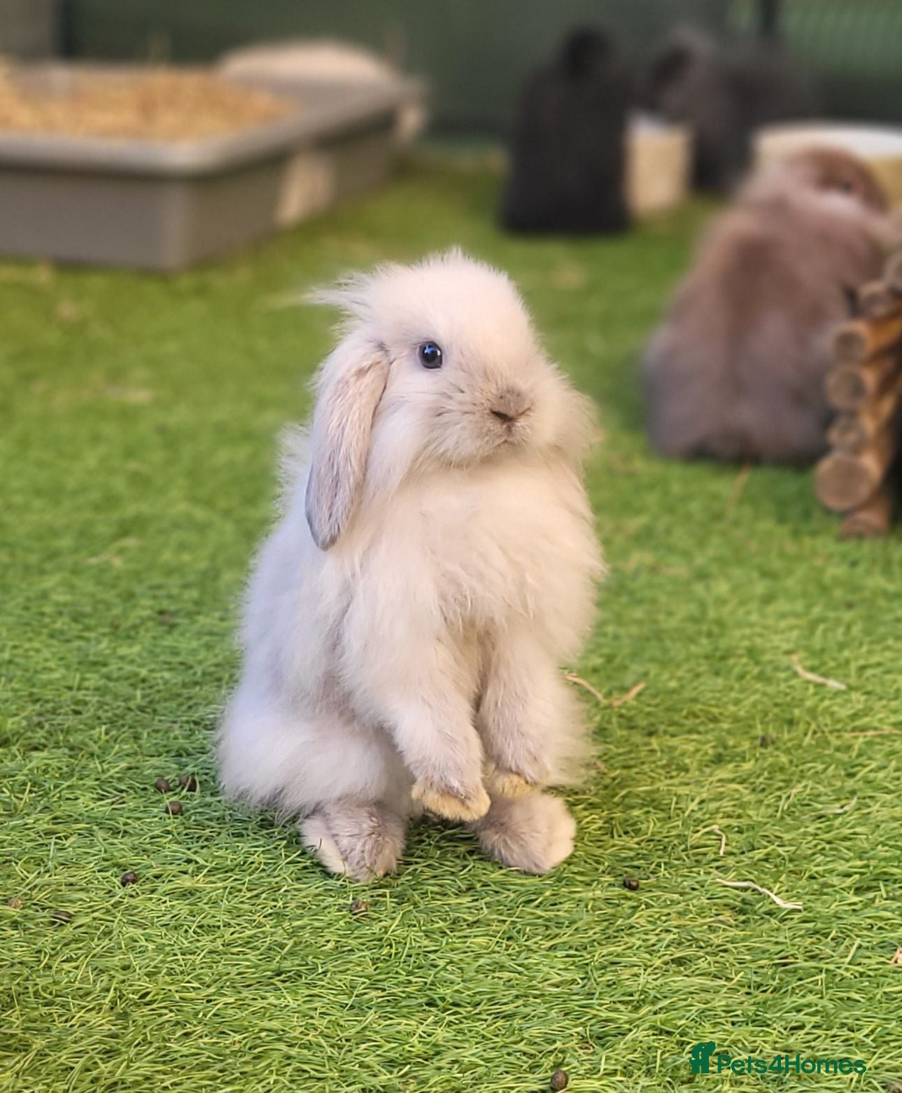 Mini Lion Lop rabbits Stunning Mini Lion Lops - READY SATURDAY - Advert 2