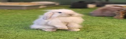 Mini Lion Lop rabbits for sale: Stunning Mini Lion Lops - READY SATURDAY - Advert 2