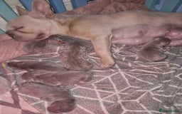 French Bulldog dogs for sale: Beautiful French bulldogs - Image 22