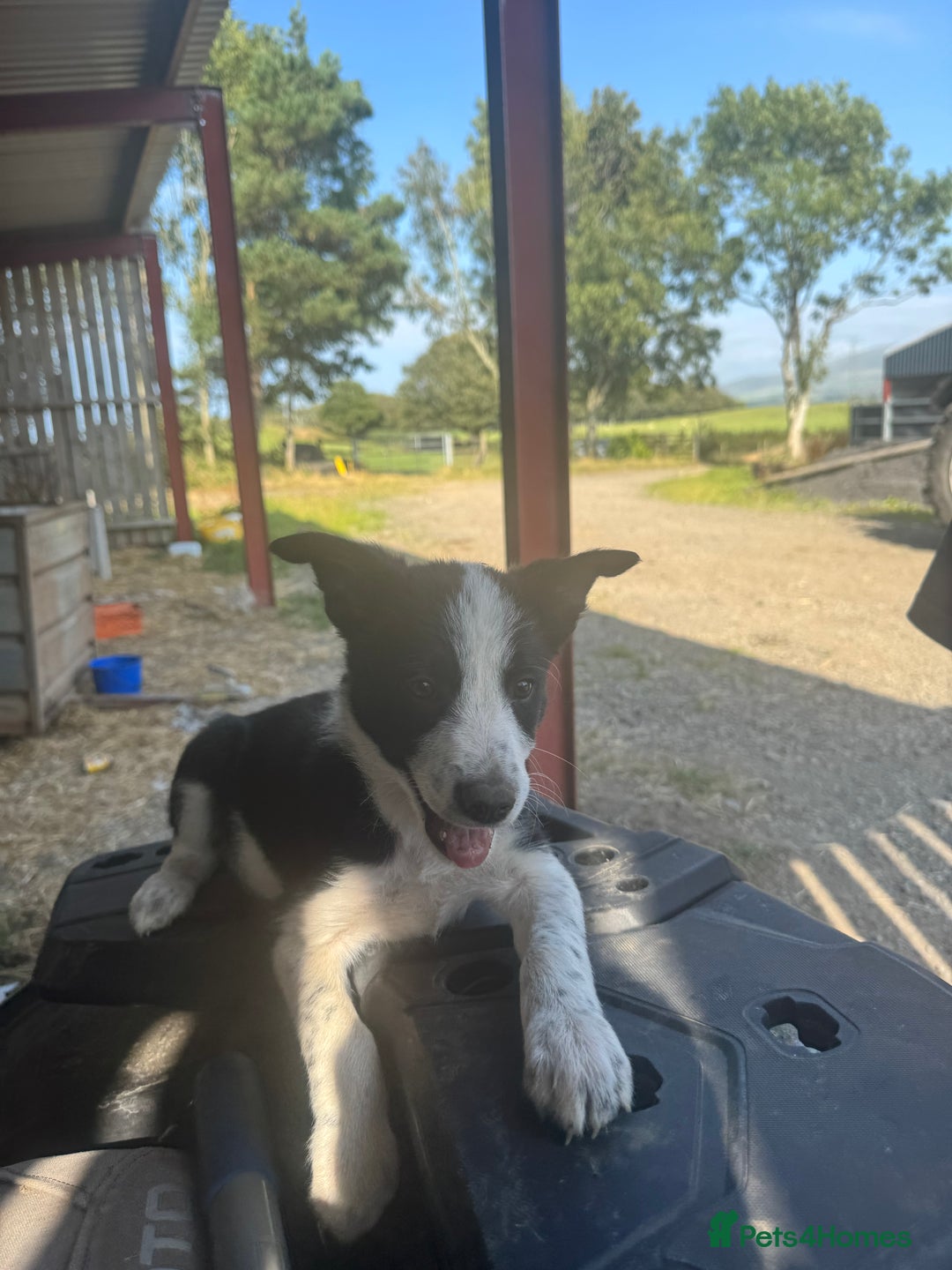 Border Collie dogs for sale: 3 males left .. female now sold! - Image 14