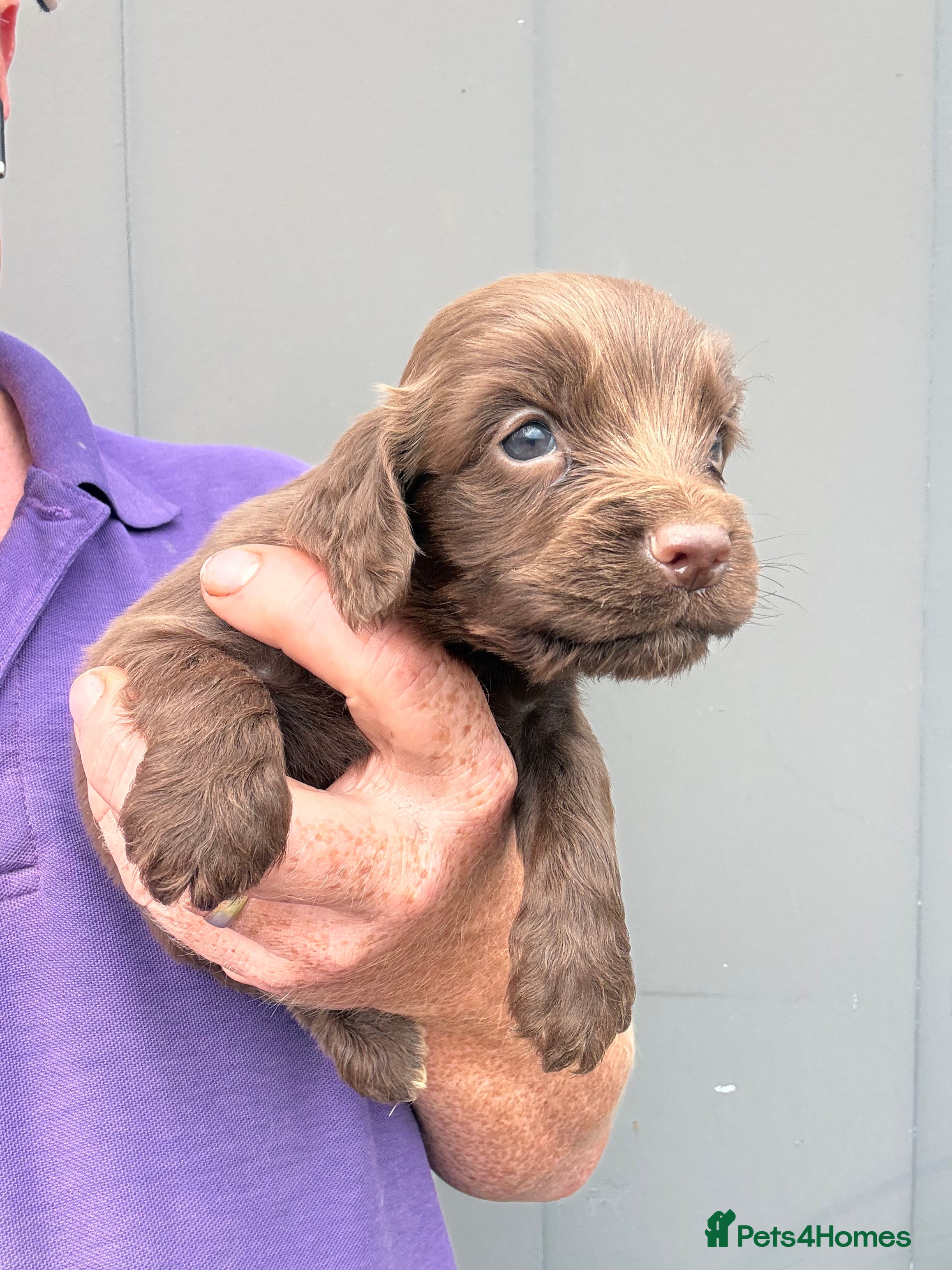 Cocker Spaniel dogs Chocolate Cocker Spaniel Pups - Advert 2
