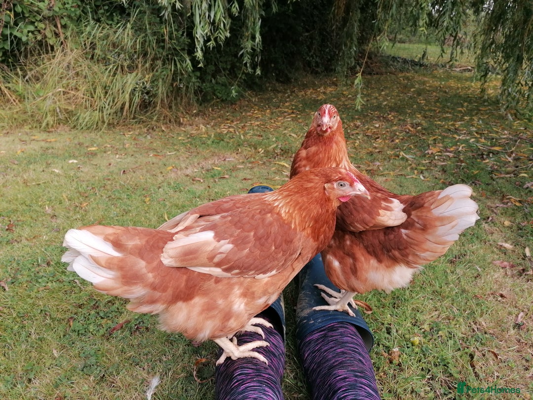 Chickens poultry for sale: Chickens Point of Lay Brown Hybrid Garden hens - Image 5