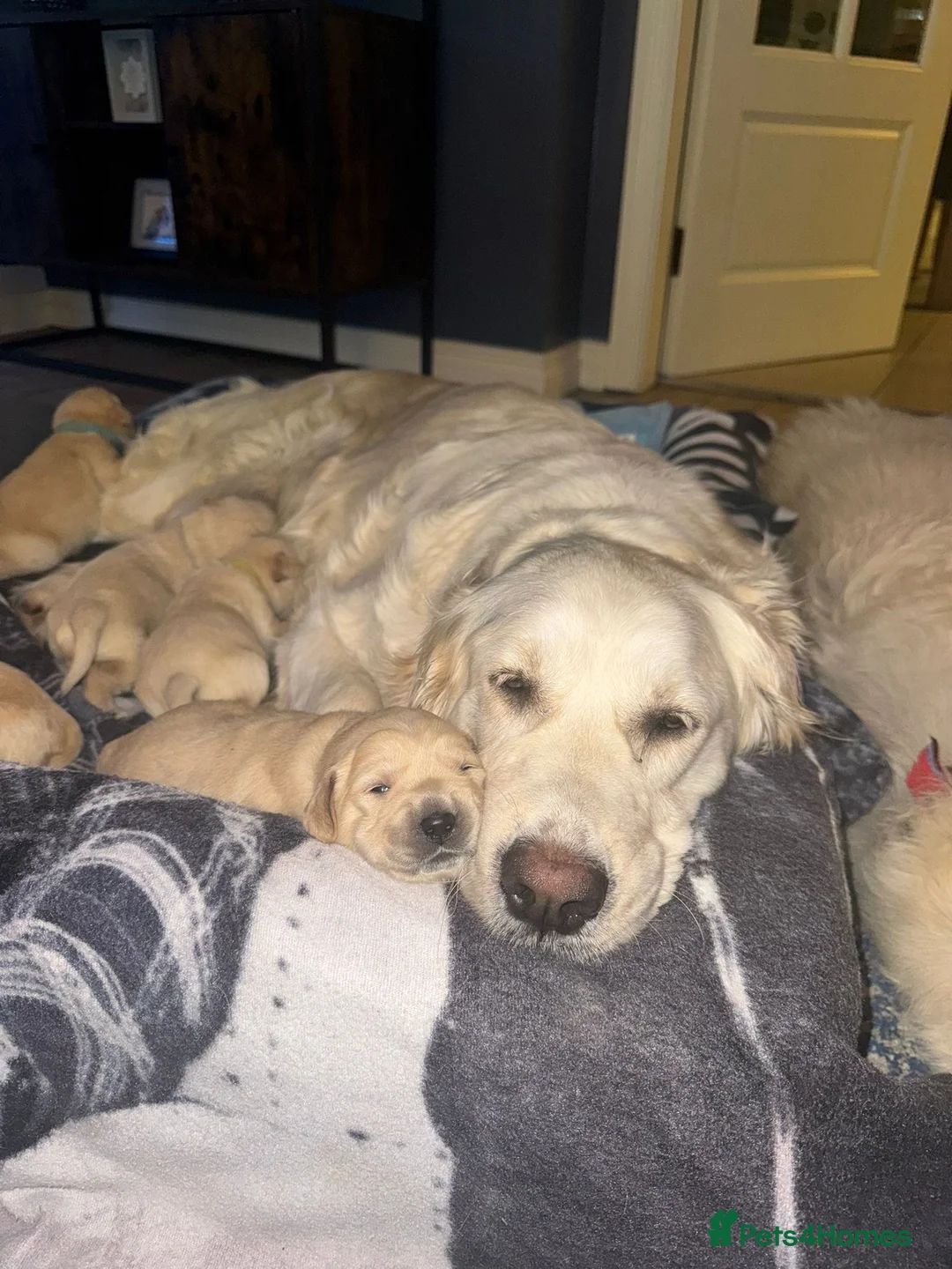 Goldador dogs for sale: Goldador Puppies – 7 Weeks Old 🐾 - Advert 2