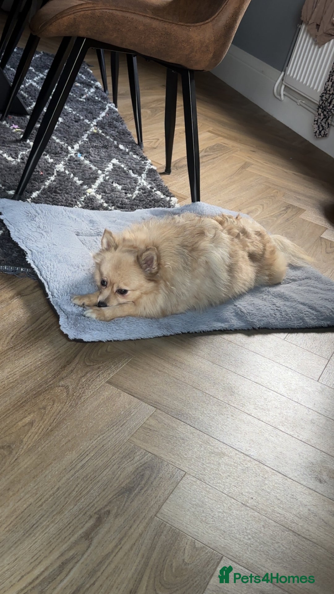 Pomeranian dogs for sale: Sky- female pom - Advert 2