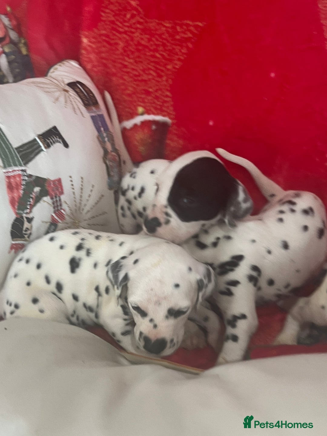 Dalmatian dogs for sale: Top quality Dalmatian puppies 5* homes  - Advert 14