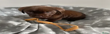 Labrador Retriever 1
