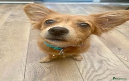 Mixed Breed dogs for adoption: Little (Tiny) Lady - Image 1