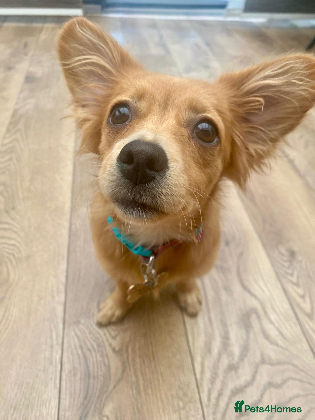 Mixed Breed dogs for adoption: Little (Tiny) Lady - Image 1