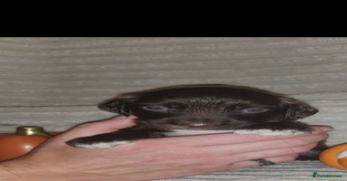 Cocker Spaniel dogs - Advert 15