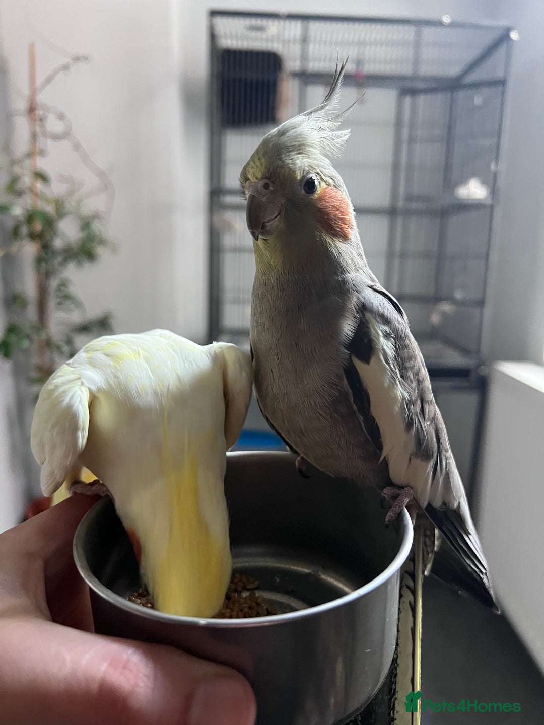 Cockatiels birds for sale: Semi tamed Male and female cockatiels and cage - Advert 2