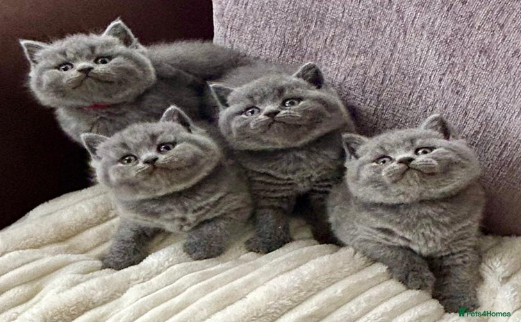 British Shorthair cats - Advert 15