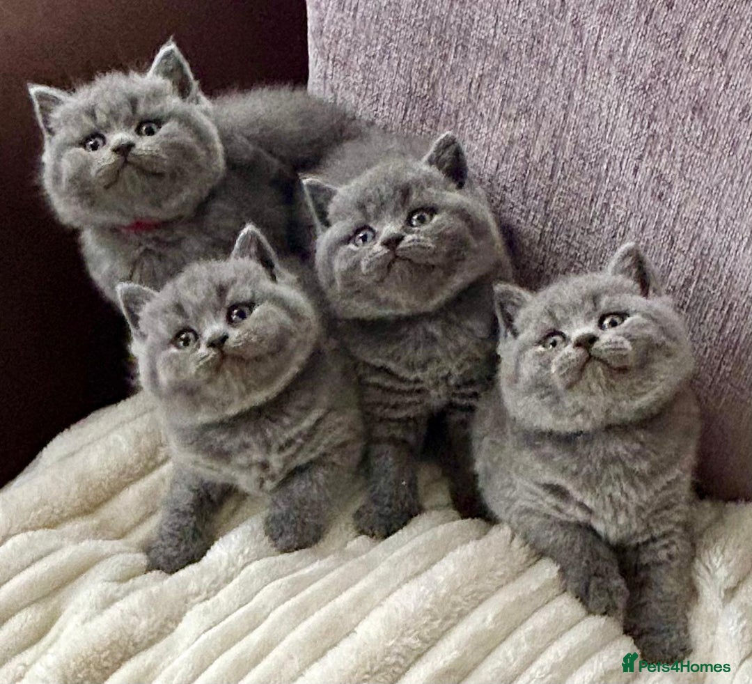 British Shorthair cats for sale: Gorgeous British Blue Kittens - Image 1