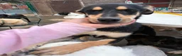 Mixed Breed dogs for adoption: Judy - Norwich Norfolk  - Advert 3